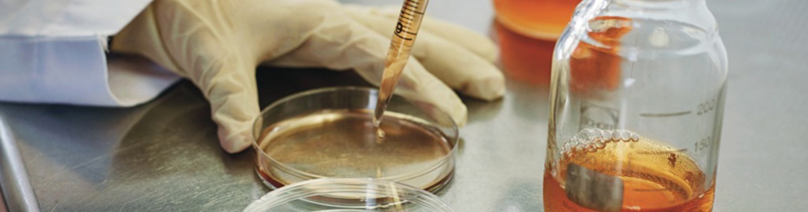 Scientist pipettes a sample into a petri dish